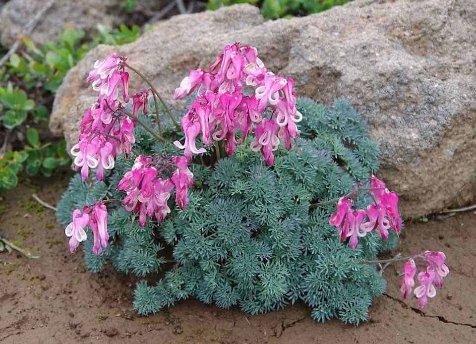 「高山植物」と聞いたときに多くの登山者が思い浮かべるのは、群生でお花畑を構成する、シナノキンバイ、ハクサンイチゲ、チングルマあたりがメジャーどころではないでしょうか。一方「高山植物の女王」と言われれば